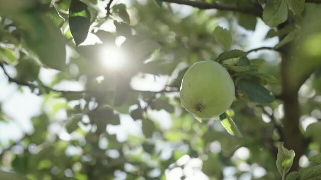Slow motion handheld shot of green apple on apple tree with sun peeking through leaves