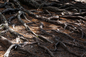 Tree roots in the forest close up