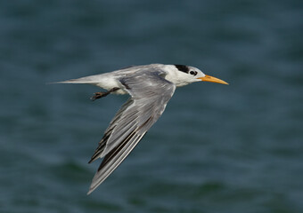 Fototapeta na wymiar Greater Crested Tern in flight at Busaiteen coast, Bahrain