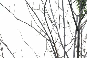 branches of tree
