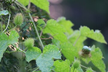 wild strawberry in the garden