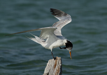 Fototapeta na wymiar Greater Crested Tern rubbing its head perched on a wooden log at Busaiteen coast, Bahrain