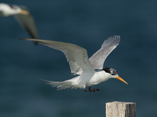 Fototapeta na wymiar Greater Crested Tern trying to perch on wooden log at Busaiteen coast, Bahrain