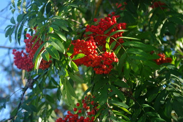 rowan berries in the tree
