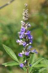 fleur de gattilier