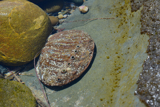Abalone Shell in the Tide Pools in Laguna Beach, California.