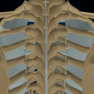 Gliding Joint Backbone