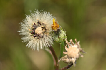 fleur séchée dent de lion