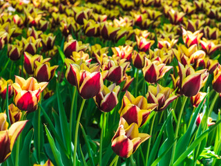 Obraz premium many beautiful yellow-burgundy tulips of the same variety on a flower bed in the park close-up