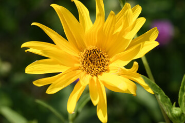 hélianthe vivace