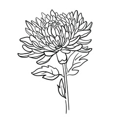 Dahlias flowers. Vector black and white hand drawn illustration of dahilas. Line art. Autumn flowers. Sketch