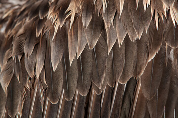 Socotra cormorant feather details, Bahrain