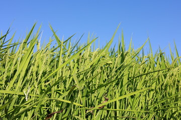 青空と稲穂のある風景