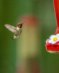 Colorful Male Ruby Throated Hummingbird at Feeder © Yan