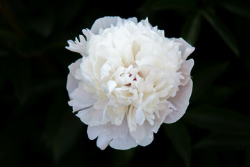White peony flower on black background. Macro photo with shallow depth of field
