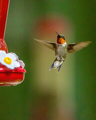 Colorful Male Ruby Throated Hummingbird at Feeder