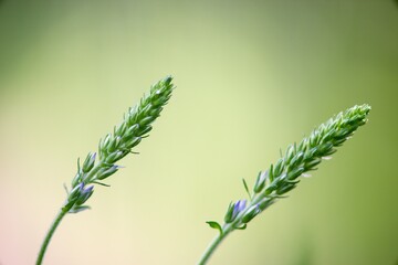 Fototapeta premium Veronica Medicinal is a densely occurring herb, beautiful to look at, thanks to its blue-violet flowers, and with many healing effects.