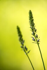 Veronica Medicinal is a densely occurring herb, beautiful to look at, thanks to its blue-violet flowers, and with many healing effects.
