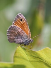 Coenonympha pamphilus is widespread in the Palaearctic, from the British Isles through Europe to East Asia.