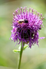 Cirsium vulgare - Common Tern is a strongly spiny weed plant with a stem up to 150 cm high,...