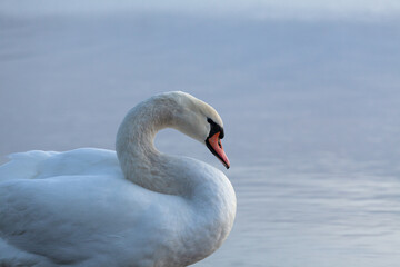 Closeup of a mute swan, cygnus olor, swimming in the calm sea, on a cool early morning.