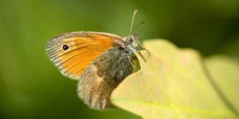 Naklejka premium Coenonympha pamphilus is widespread in the Palaearctic, from the British Isles through Europe to East Asia.