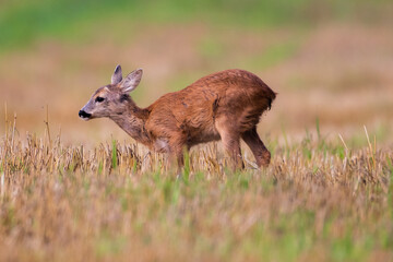 deer in the grass