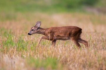 roe deer in the forest