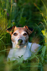 jack russell terrier dog