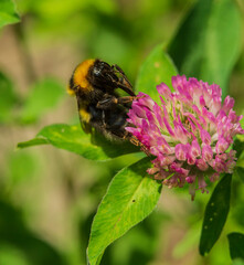 bee on a flower