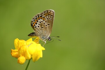 Fototapeta na wymiar Butterfly sitting on a flower on a summer meadow.