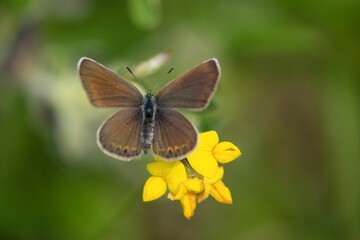 Butterfly sitting on a flower on a summer meadow.