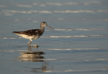 Common Greenshank at Busaiteen coast of Bahrain
