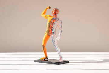 Human body 3d model without skin with muscular and circulatory systems. Anatomical structure.