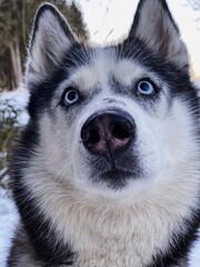 siberian husky dog