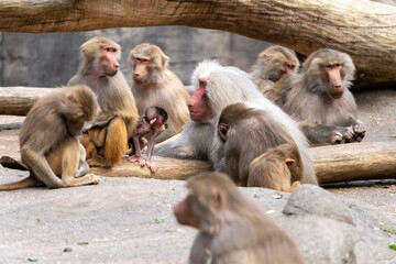 Ape Family sitting on Stones