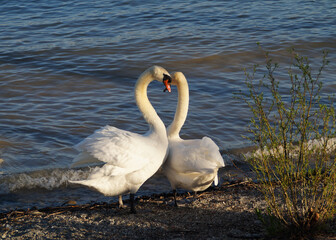 a couple of beautiful hugging swans in love on lake Constance on island Mainau in Germany