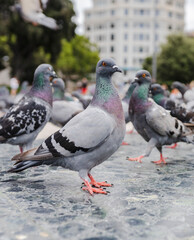 group of pigeons gathered in the city