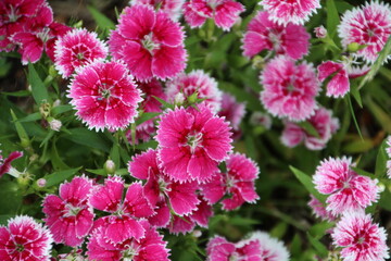 Obraz premium Pink In The Garden, Banff National Park, Alberta