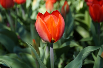 a gorgeous bright red tulip on a sunny April day	