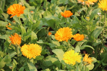 Calendulas In Bloom, Banff National Park, Alberta