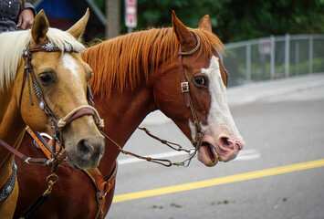 Horses with harness on