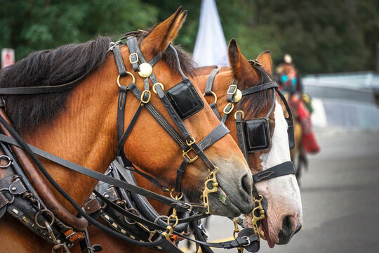 Horses during parade with blinders on