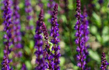 Blossom purple sage on semicircular terraces in city park Krasnodar or Galitsky park in sunny spring 2021. Nature concept with blurred background and close-up selective focus on flowers
