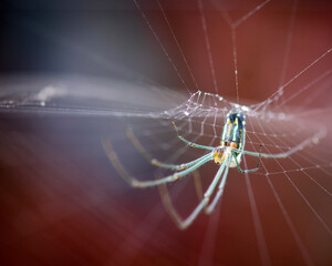 macro shot of spider hanging upside down on her spiderweb.
