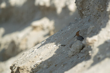 Hoopoe perched on limestone rock, Bahrain