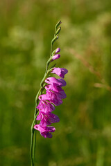 Dachzieglige Siegwurz (Gladiolus imbricatus)	
