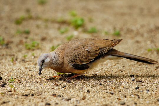 Spotted dove (Spilopelia chinensis) sitting on the ground