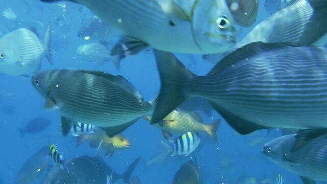 hundreds of fishes crowd the clear water hectically right in front of the camera. underwater shots in the pacific, maldives.