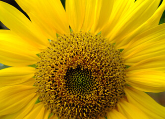 Close-up of a sunflower. Sunflower florets are arranged in a natural spiral having a Fibonacci sequence.